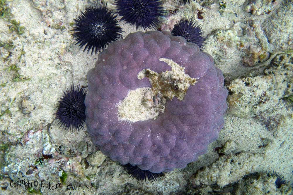 Porites solida