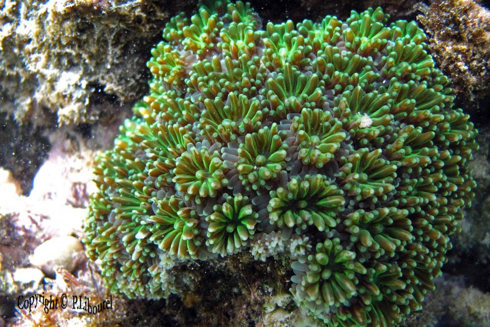Galaxea fascicularis