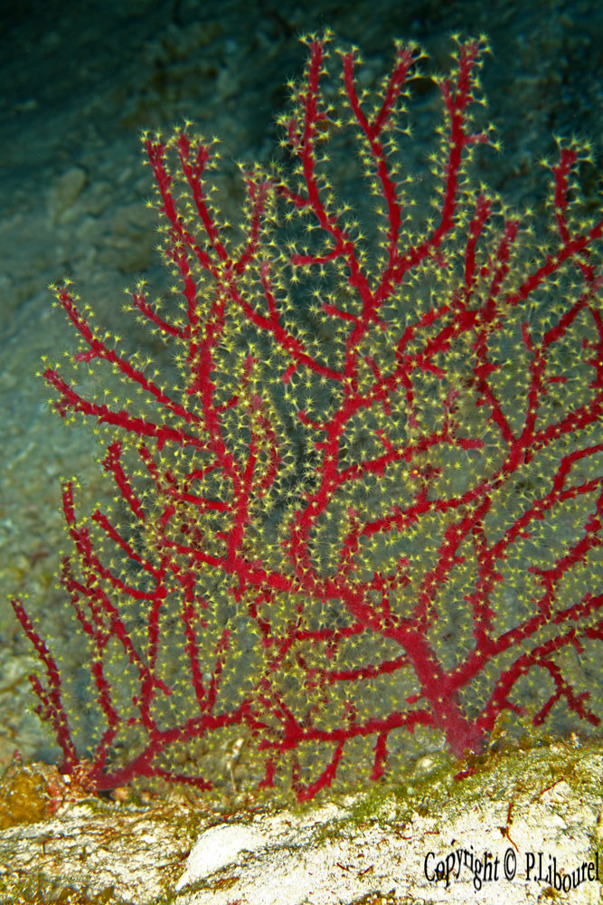 Siphonogorgia godeffayi