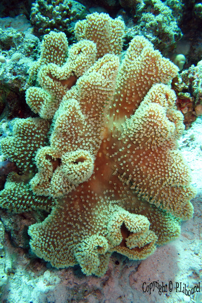 Sinularia