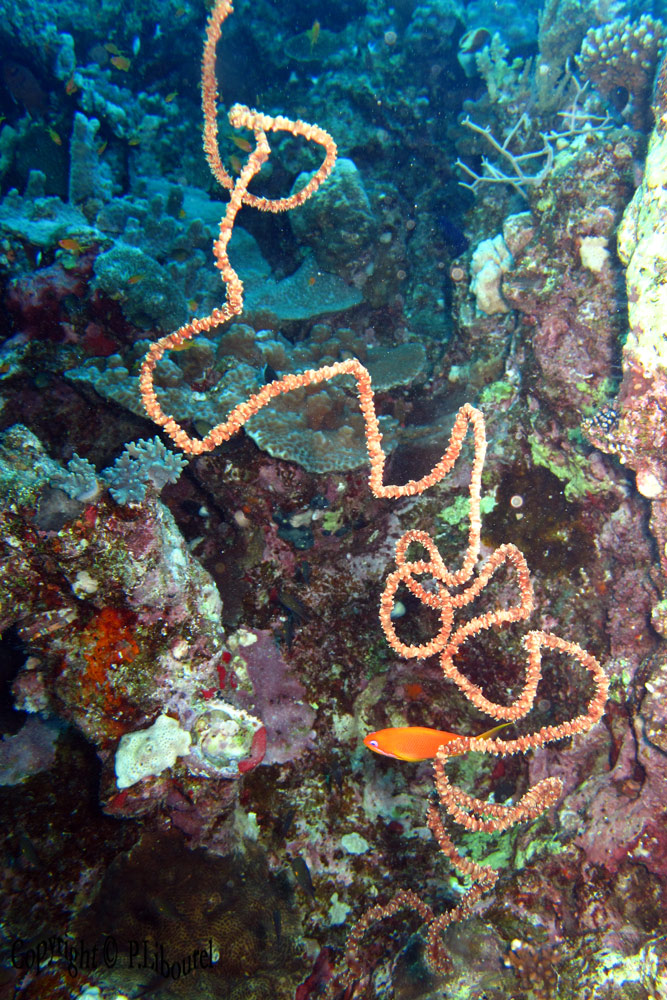 Cirrhipathes