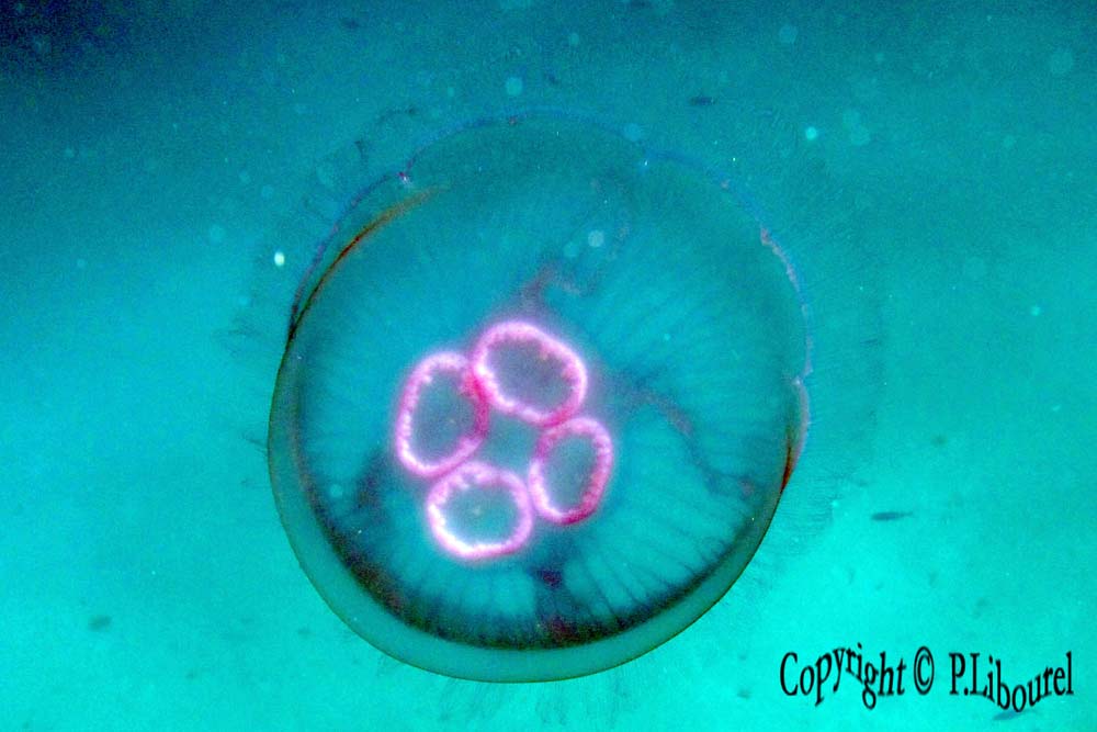 Aurelia aurita