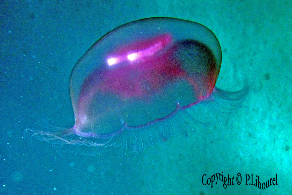 Aurelia aurita