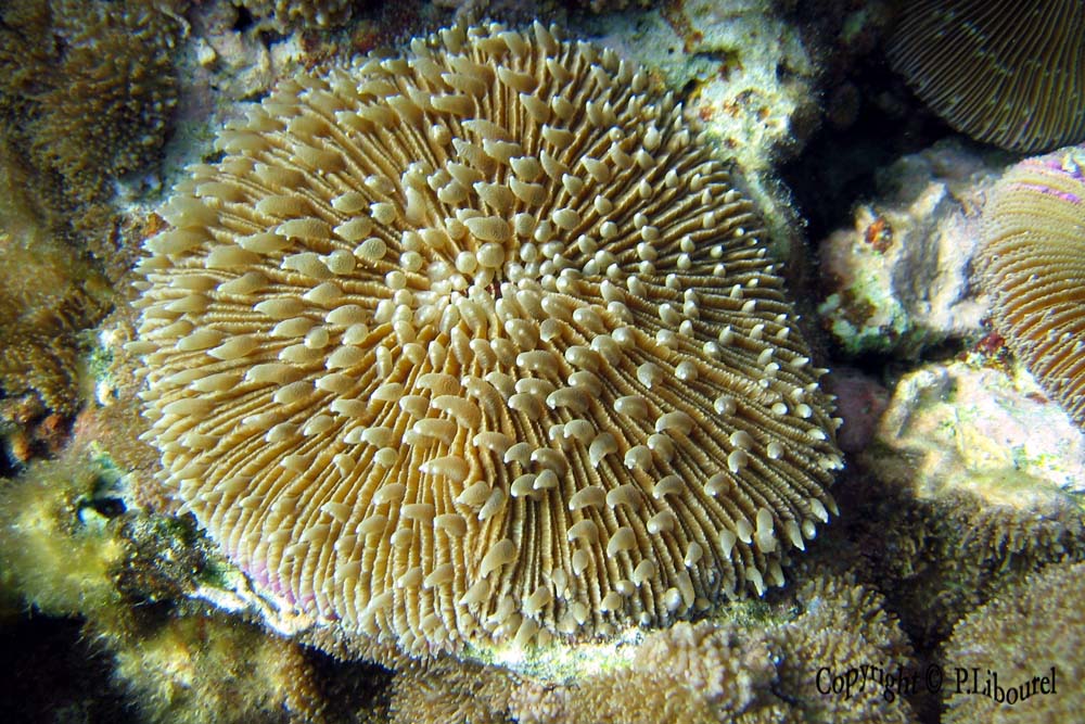 Fungia fungites