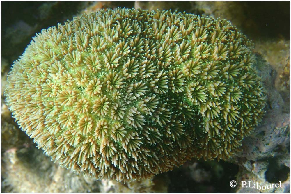 Galaxea fascicularis
