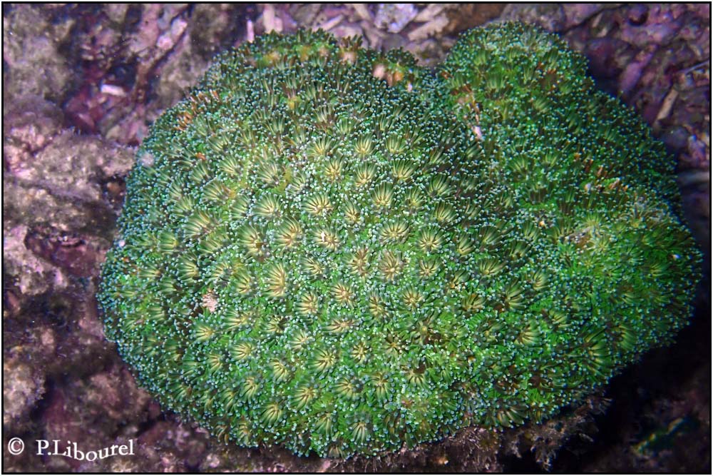 Galaxea fascicularis