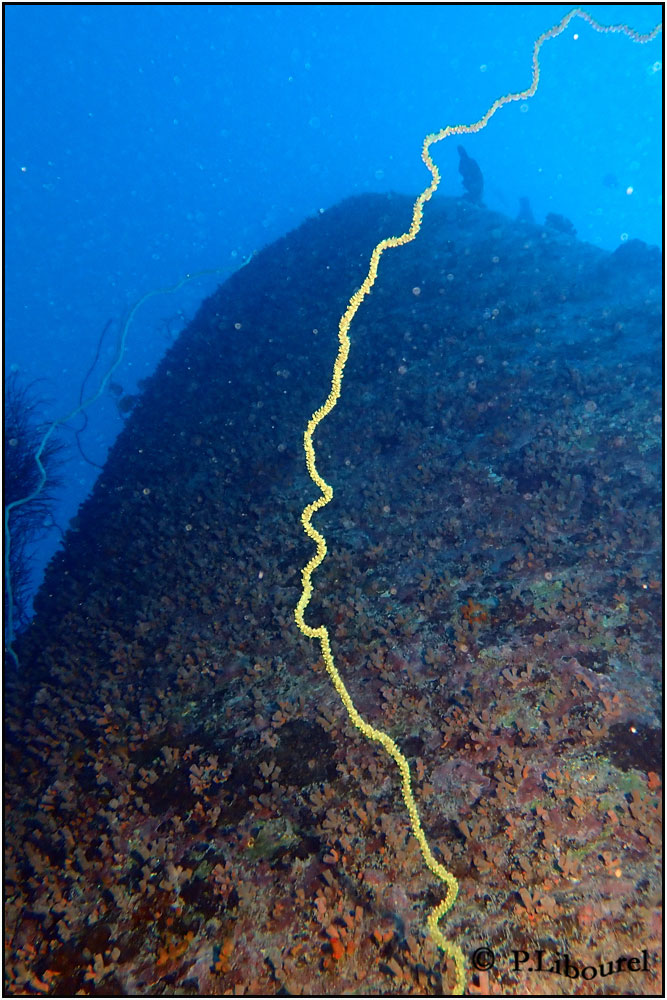 Cirrhipathes sp. 