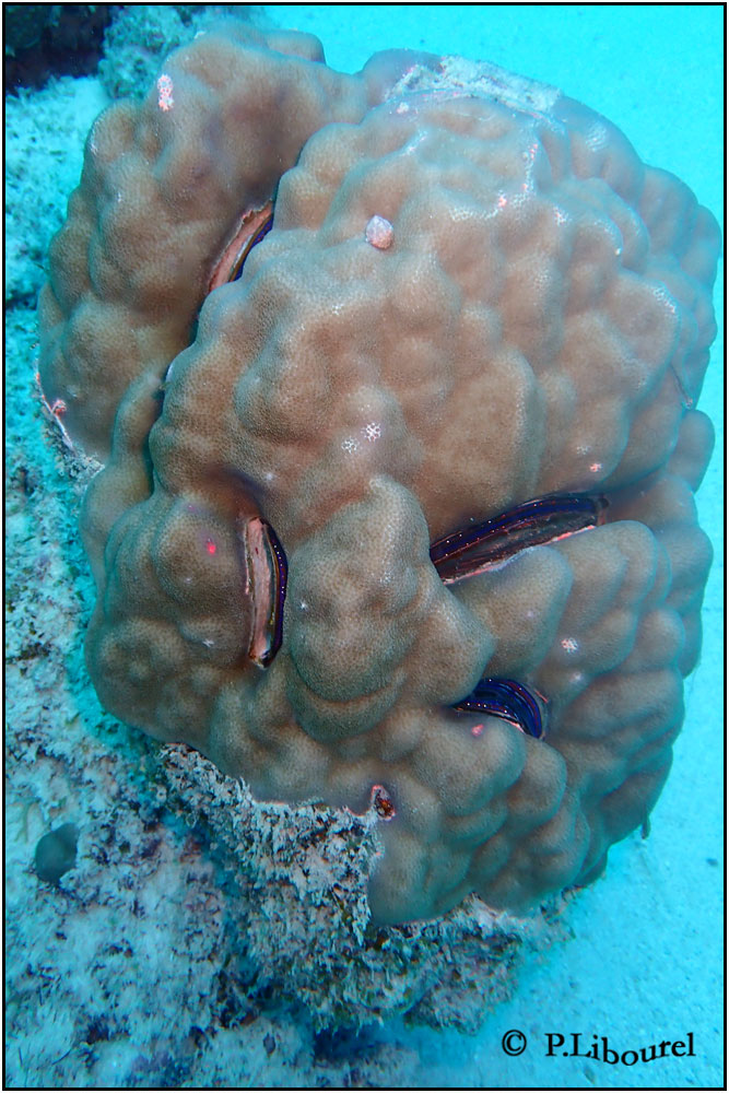 Porites solida