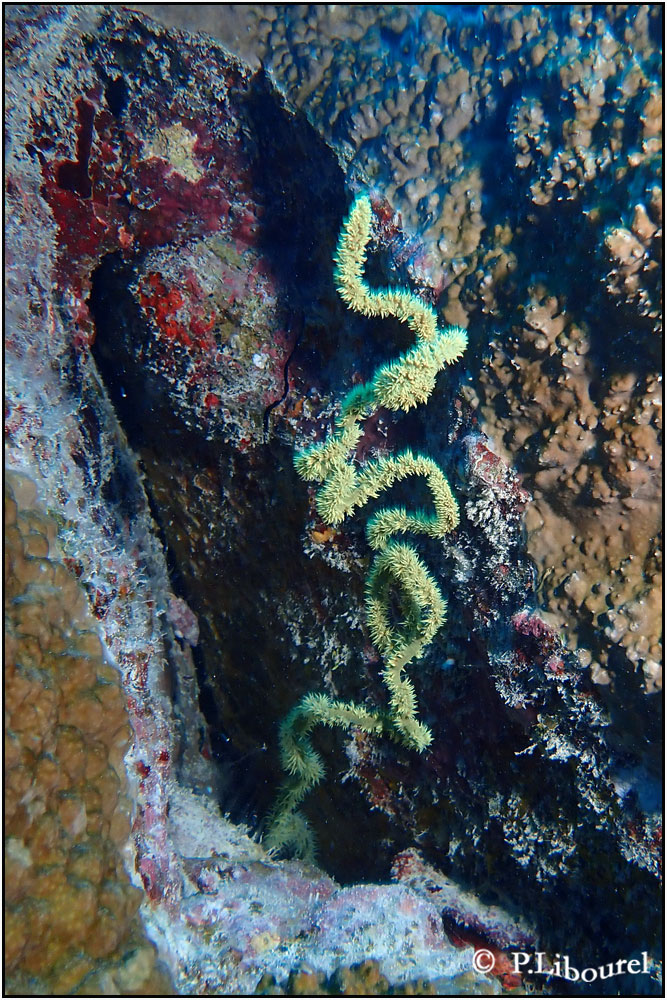 Cirrhipathes sp. 