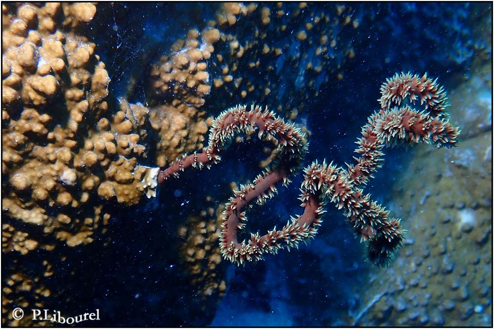 Cirrhipathes sp. 