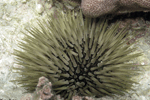 Echinometra mathaei