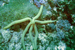Linckia guildingi