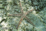 Archaster angulatus