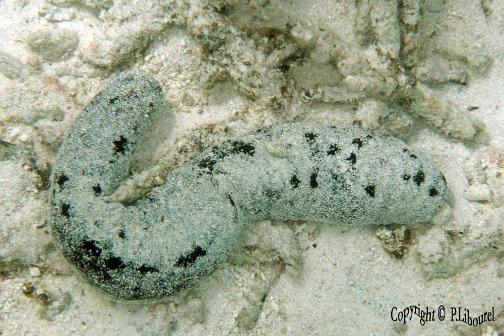 Holothuria leucospilota