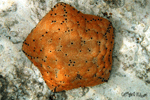 Culcita novaeguineae
