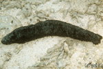 Holothuria atra