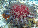 Acanthaster planci