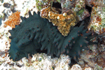 Stichopus chloronotus