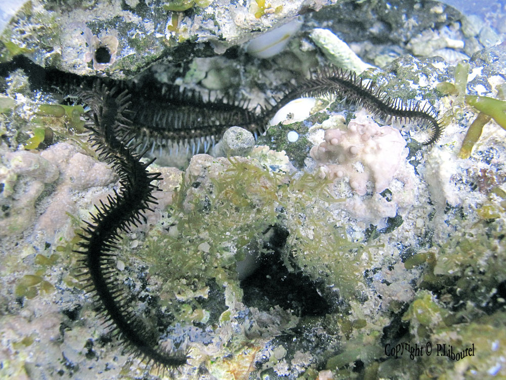 Macrophiothrix sp.