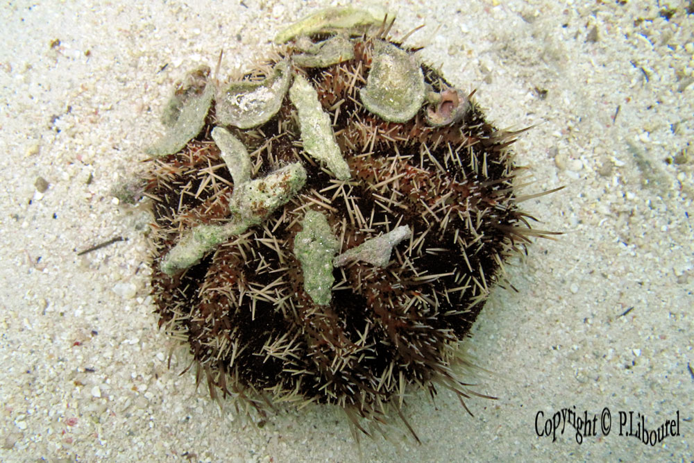 Mespilia globulus
