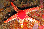 Fromia monilis