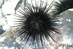 Stomopneustes variolaris
