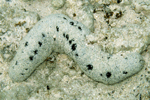 Holothuria leucospilota