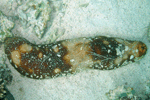 Bohadschia vitiensis