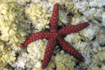 Nardoa galathea