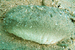 Holothuria scabra