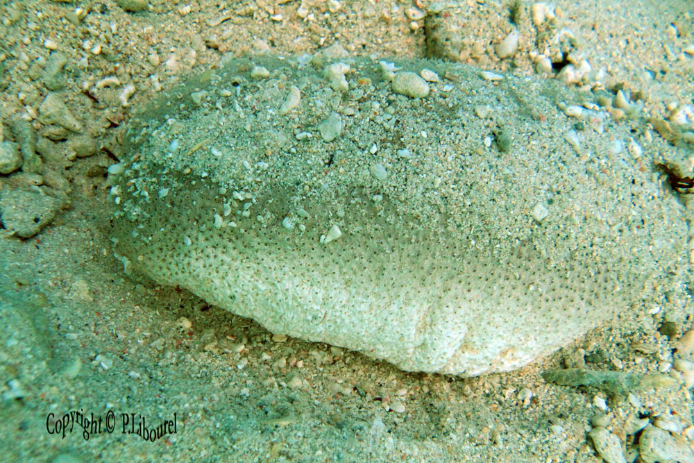 Holothuria scabra