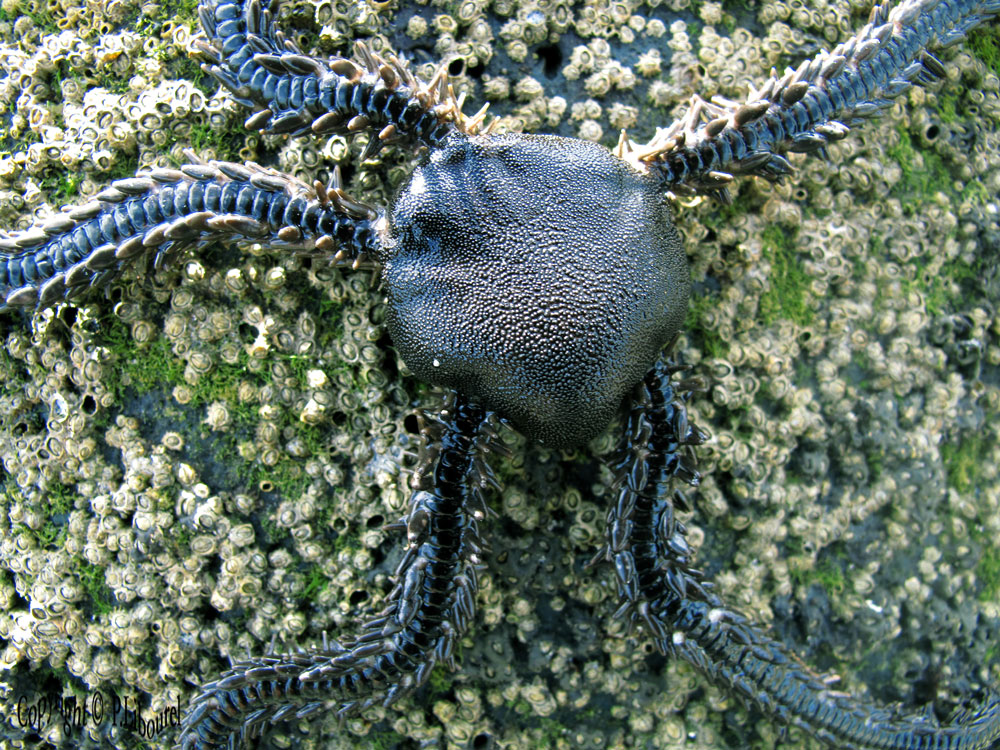 Macrophiothrix sp.