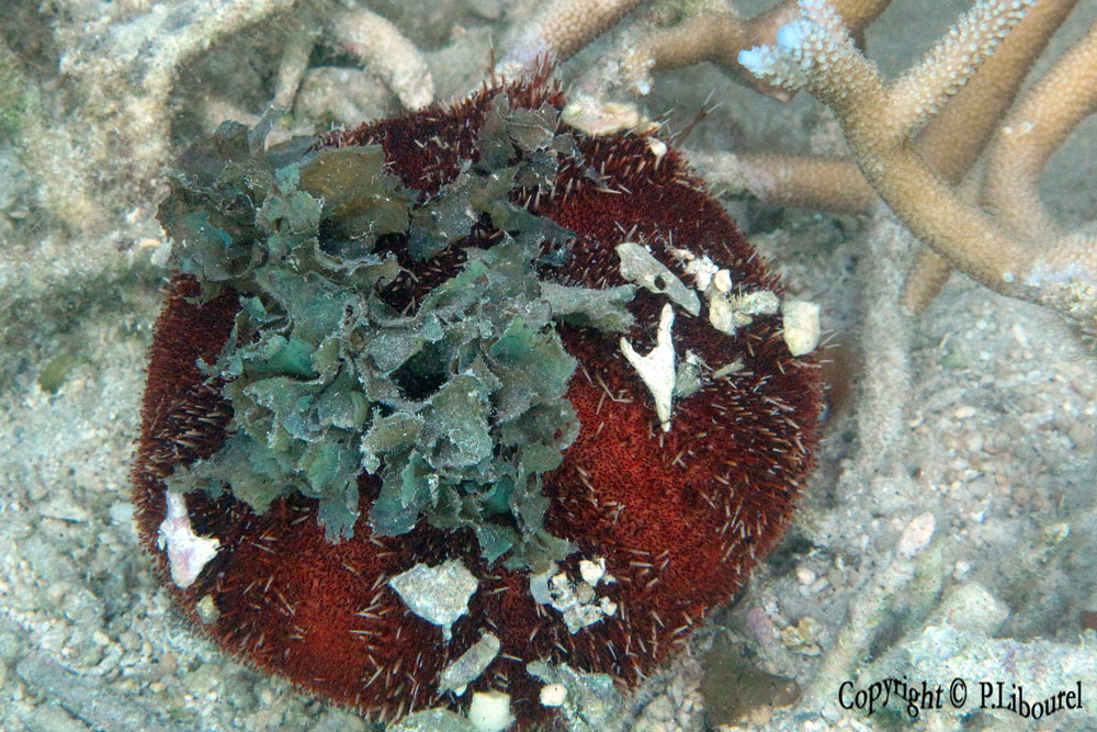 Mespilia globulus