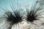Diadema setosum