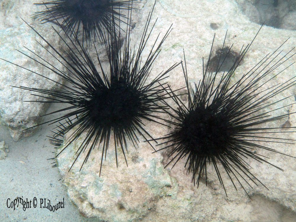 Diadema setosum