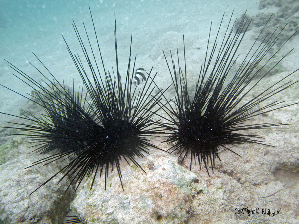 Diadema setosum