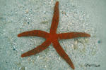 Leiaster speciosus
