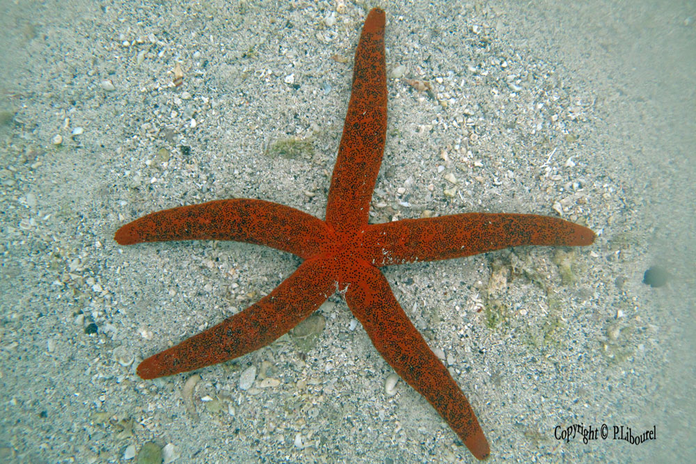 Leiaster speciosus