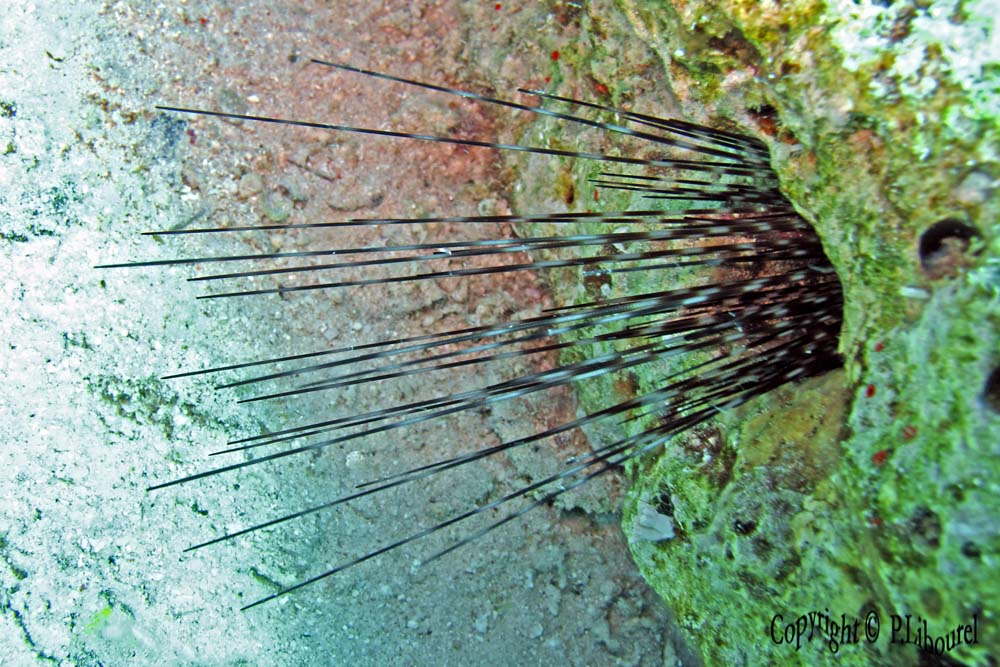 diadema