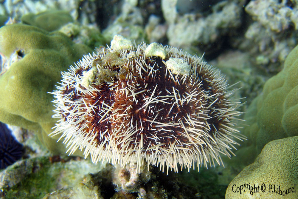 Mespilia globulus