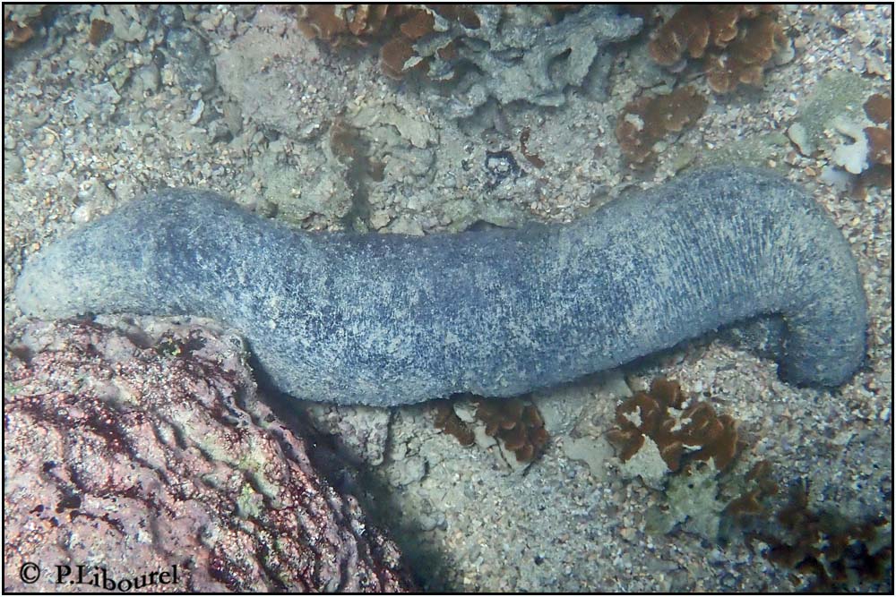 Holothuria leucospilota