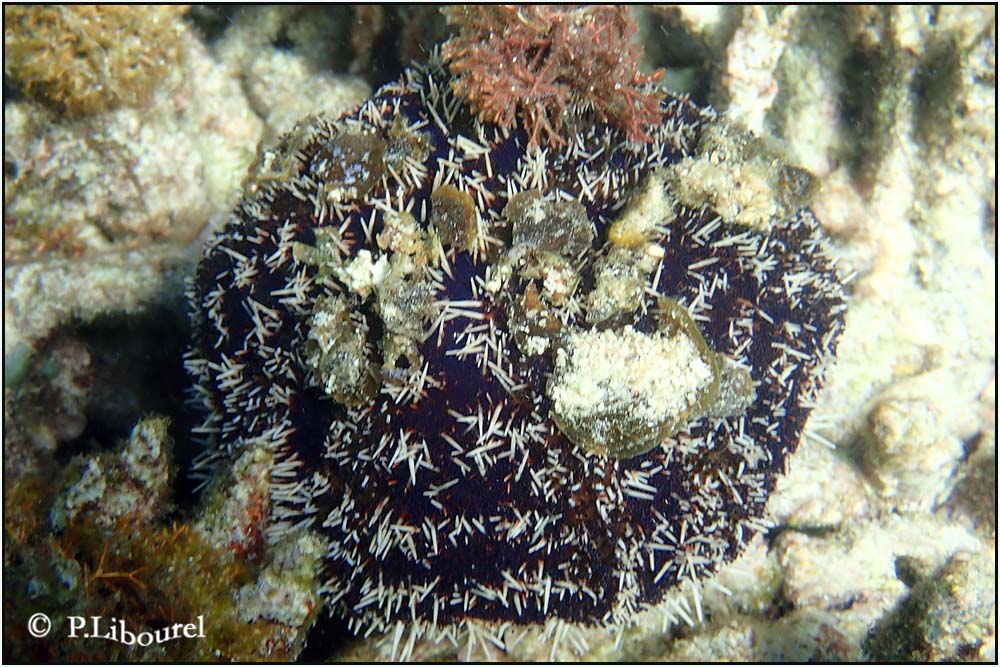 Mespilia globulus
