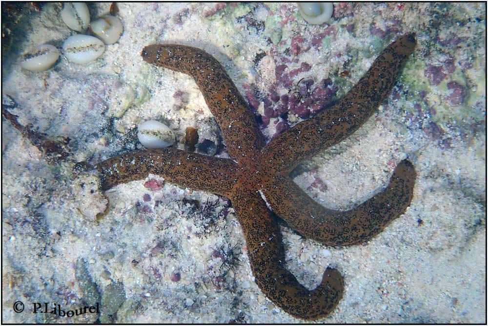 Leiaster speciosus