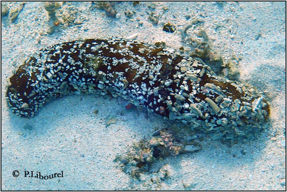 Bohadschia vitiensis 