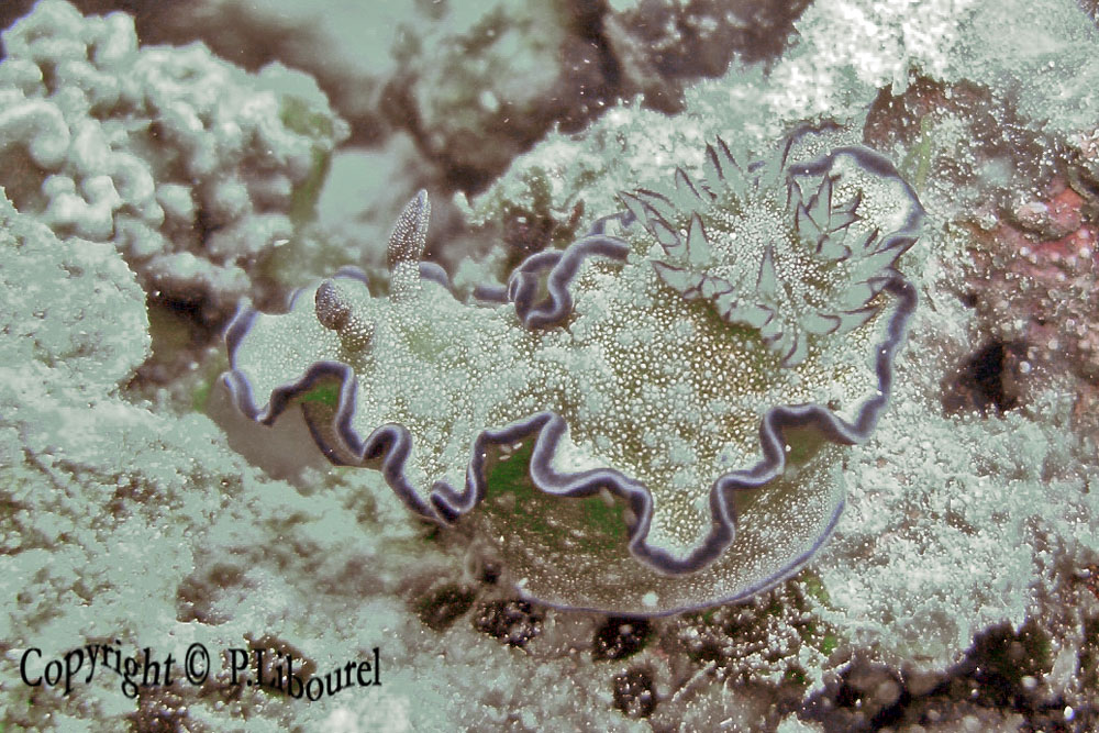 Glossodoris cincta