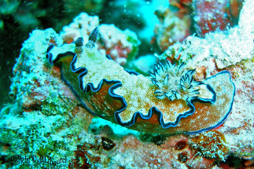 Glossodoris cincta