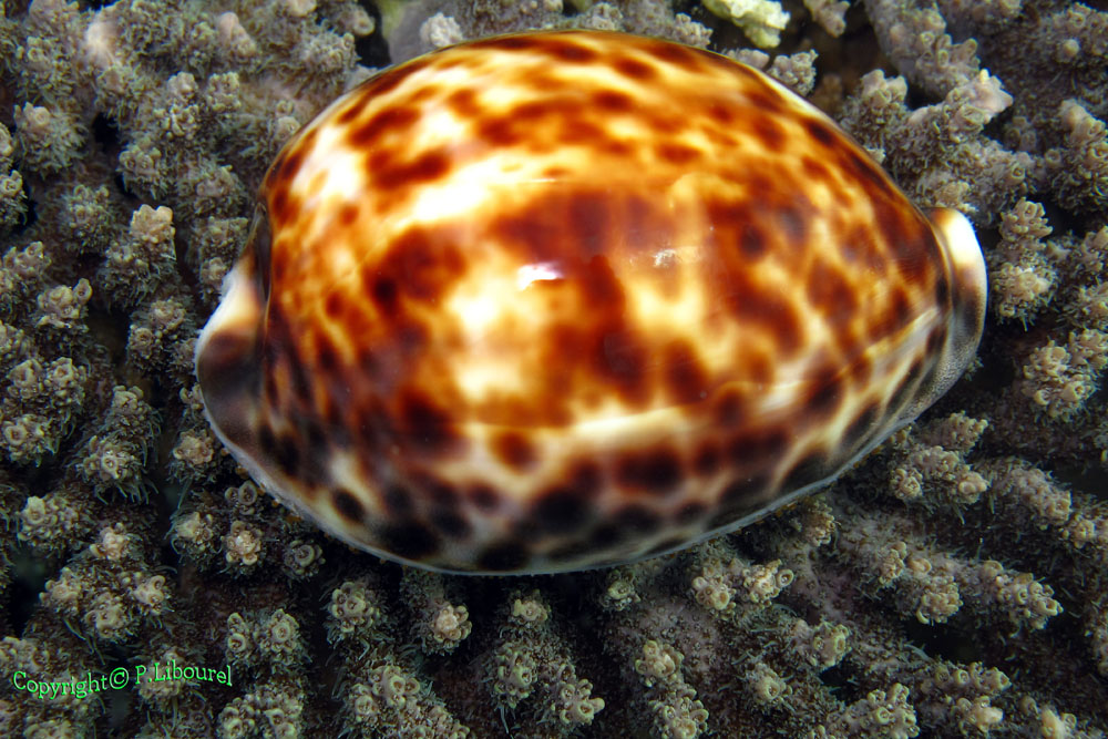 Cypraea tigris