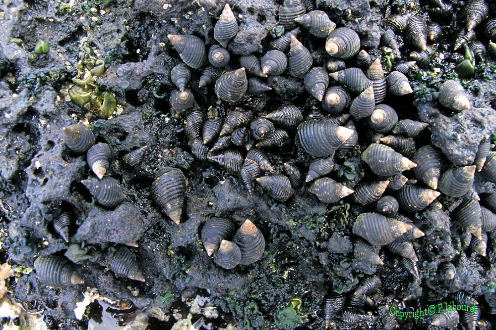 Planaxis sulcatus