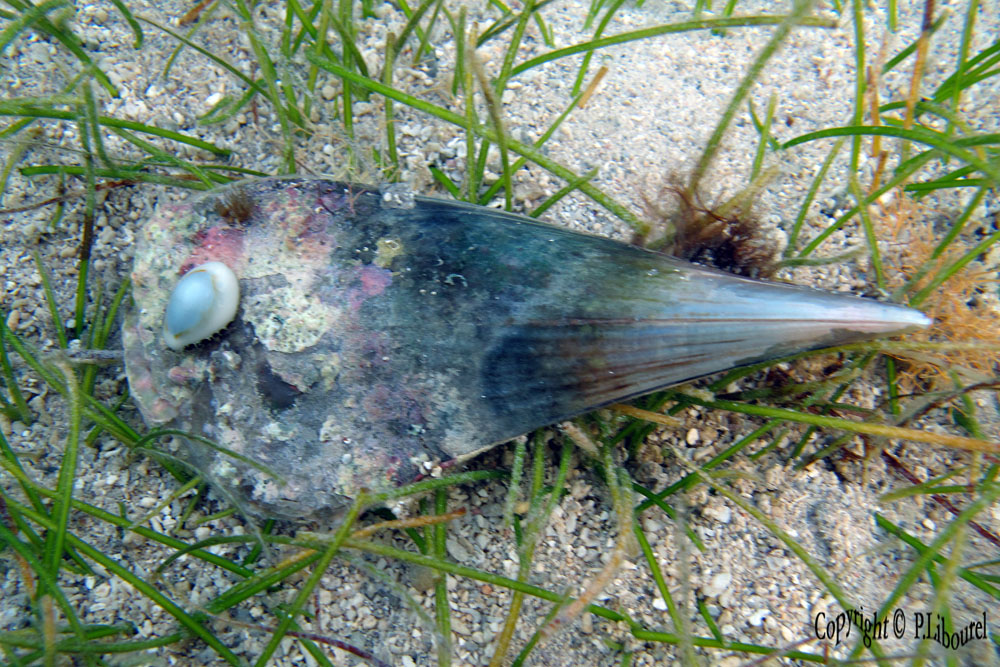 Pinna muricata