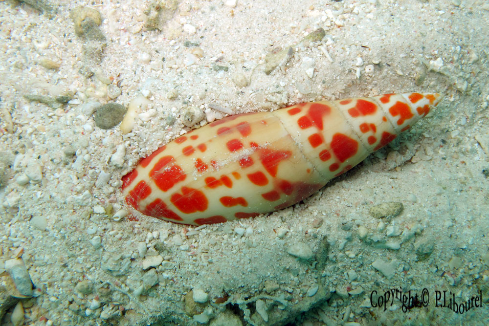 Mitra mitra
